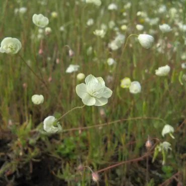 single white flowers on top of stems in a field