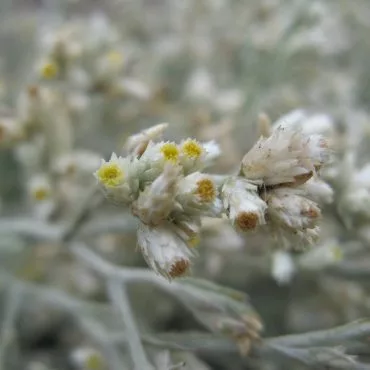 small cluster of blooming flower heads of the Fragrant Everlasting