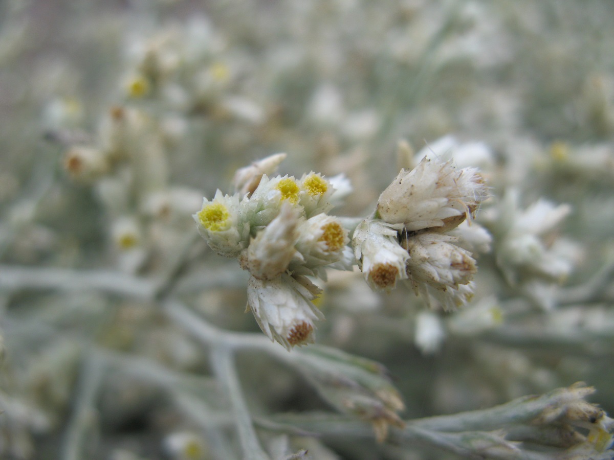 small cluster of blooming flower heads of the Fragrant Everlasting