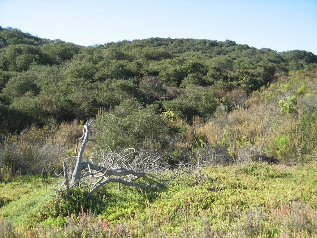 Nuttall’s Scrub Oak Nature Collective