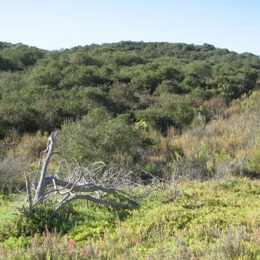 fallen tree surrounded by greenery and Nuttall's Scrub oak