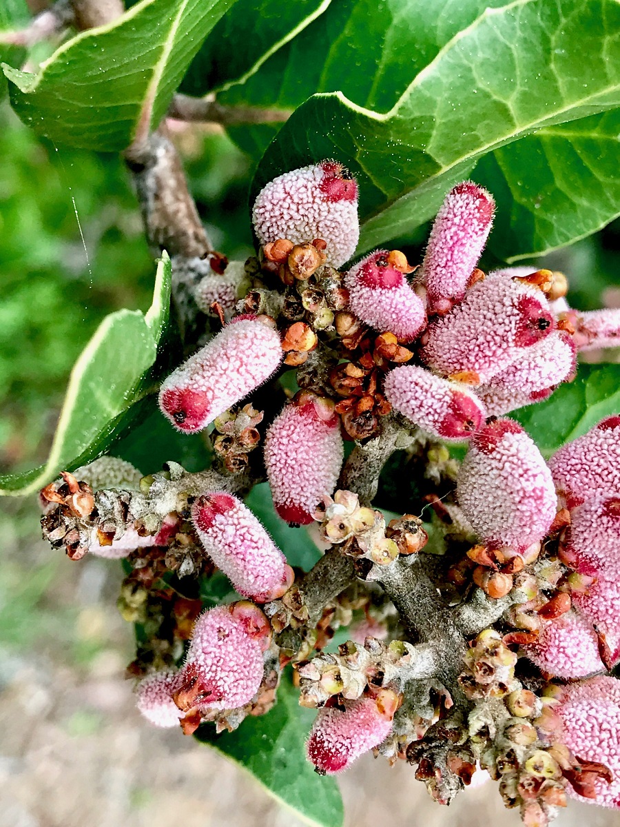 pink pods on branch