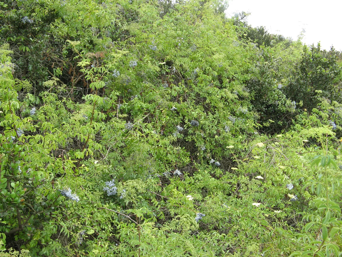 bushes filled with clusters of blue berries