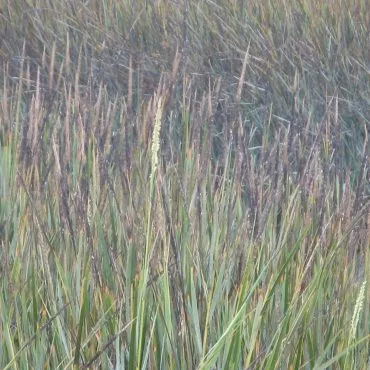 Close up of brown and green cord grass