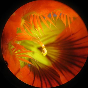 microscopic photo of yellow flower throat and dark orange bee guides with a single yellow stamen