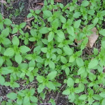 Small green leaves
