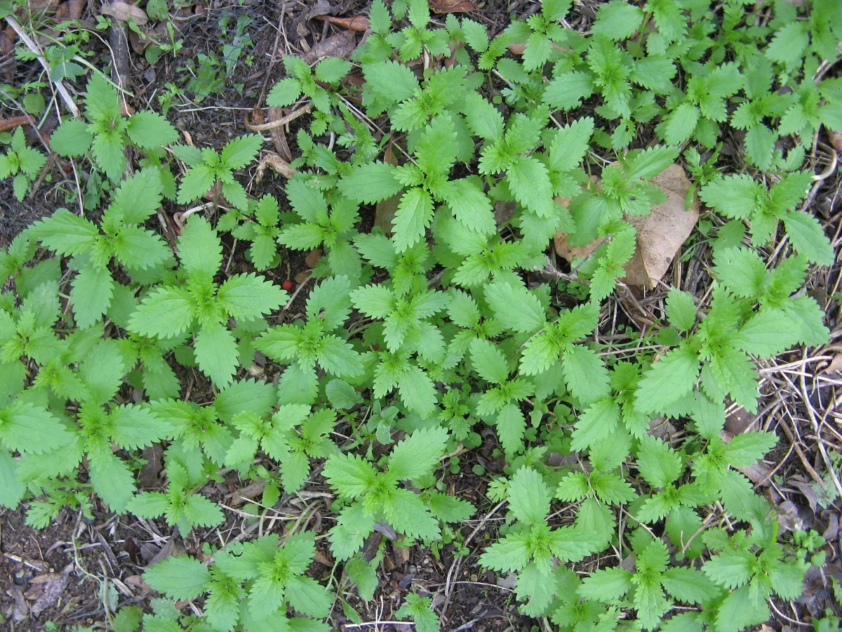 Small green leaves