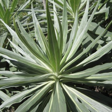 side view of spikey green plant