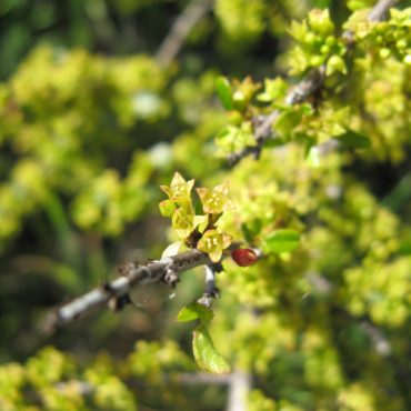 Brown branches with green leaves and developing flowers