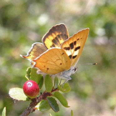 Butterfly with orange wings on spiny redberry plant