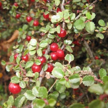 cluster of round red berries and round leaves