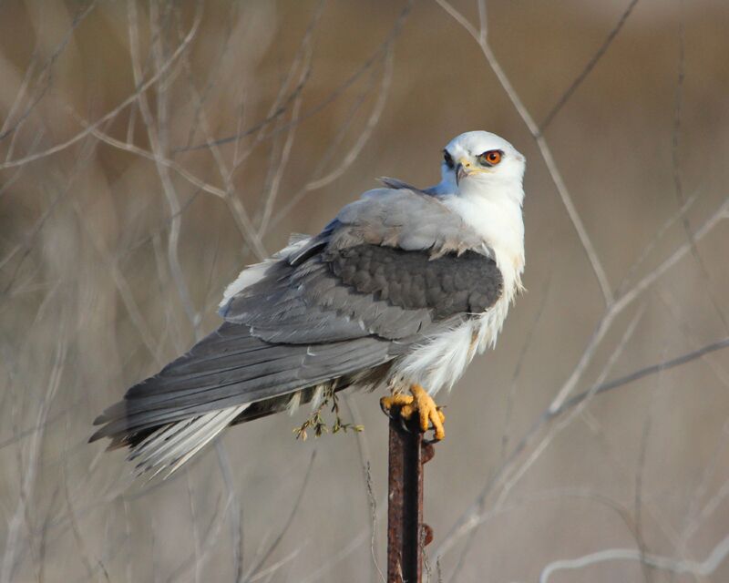 White-Tailed Kite perched on thin iron post in front of brush