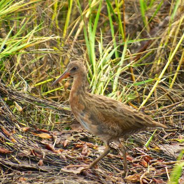Brown bird walking along chord grass