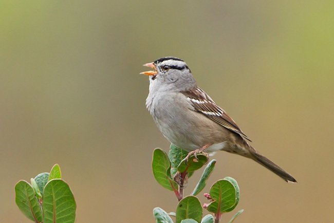 White-Crowned Sparrow | Nature Collective