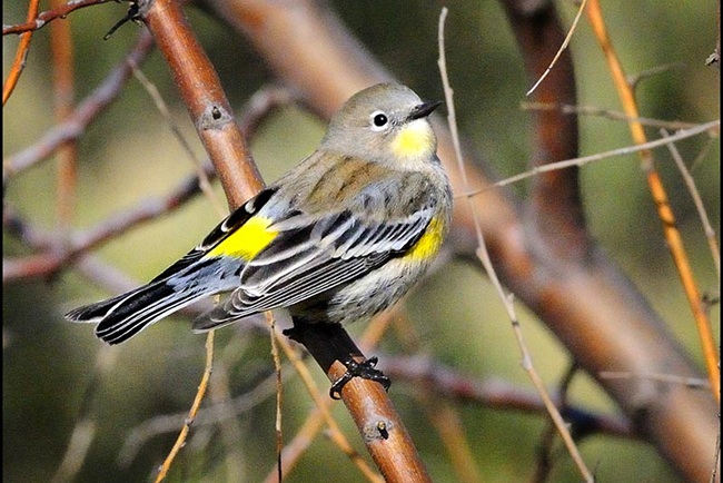 grey and yellow bird standing on branch