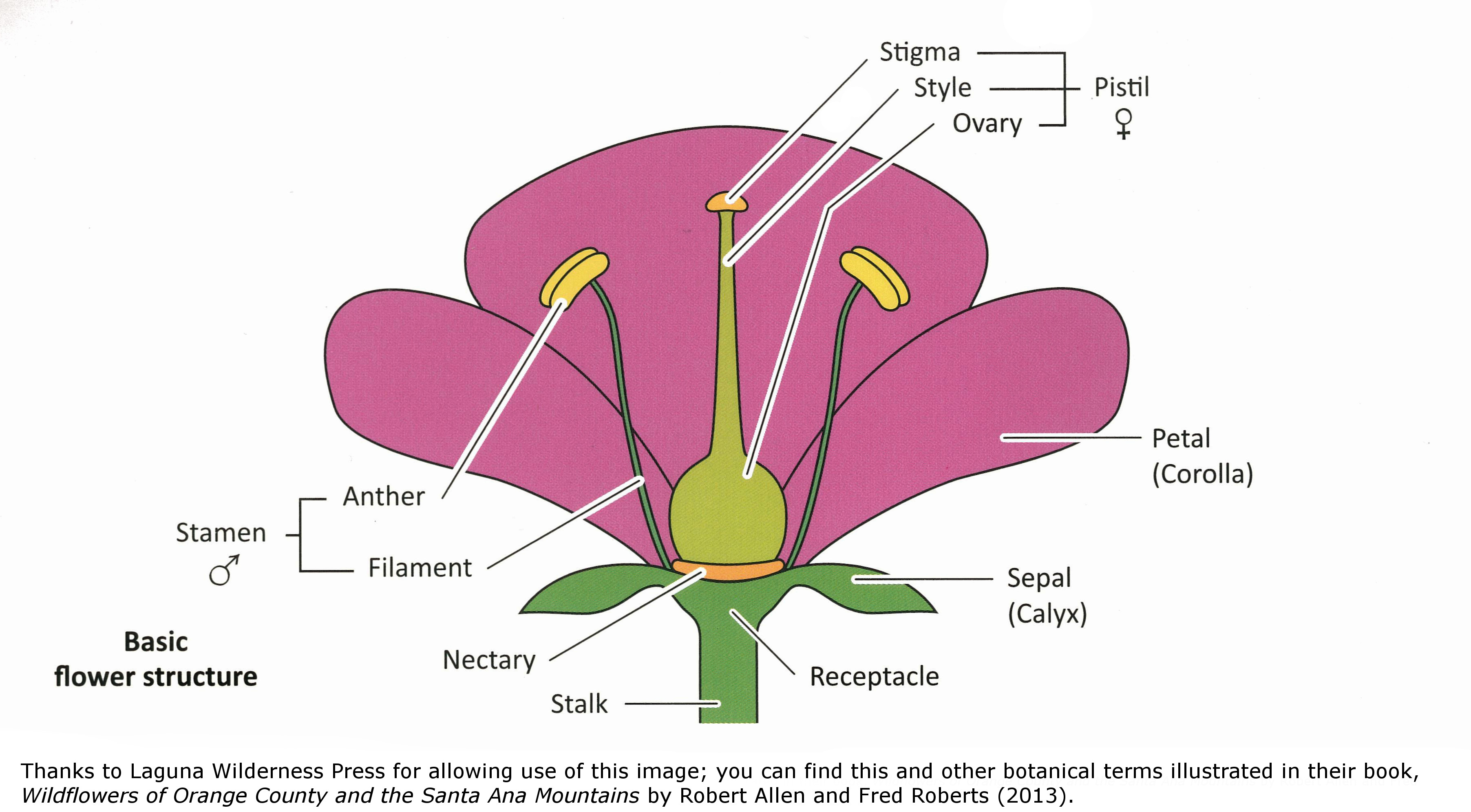 Calyx Plant