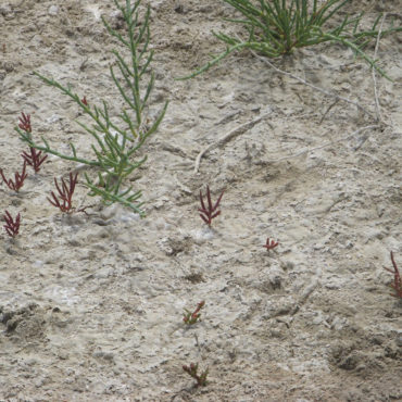 Red and green patches of glasswort