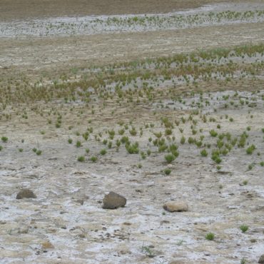 Small patches of green glasswort