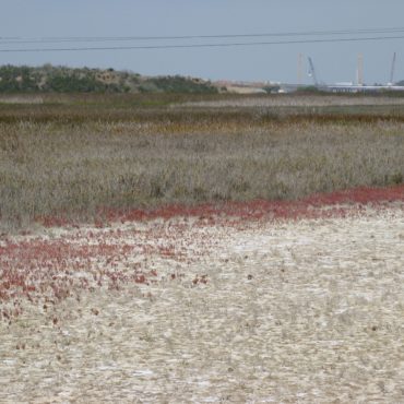 Red glasswort growing near dry brown bushes