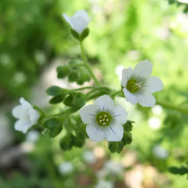 close up of small white flowers
