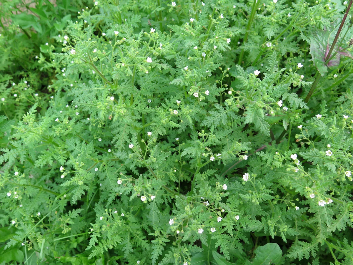 Green bush with small white flowers