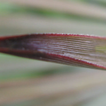 Red tinted leaf of chaparal yucca