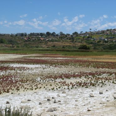 Small patches of red slender glasswort growing in field