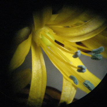 Flower showing nectar cup around base of ovary;Common Goldenstar