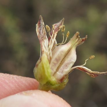 petal removed to expose developing fruits of lance-leaved dudleya
