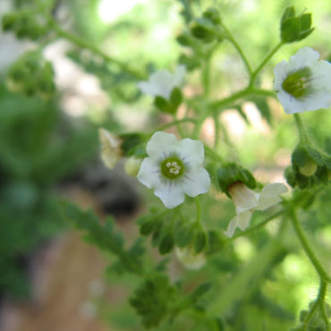 Small white flowers with five petals