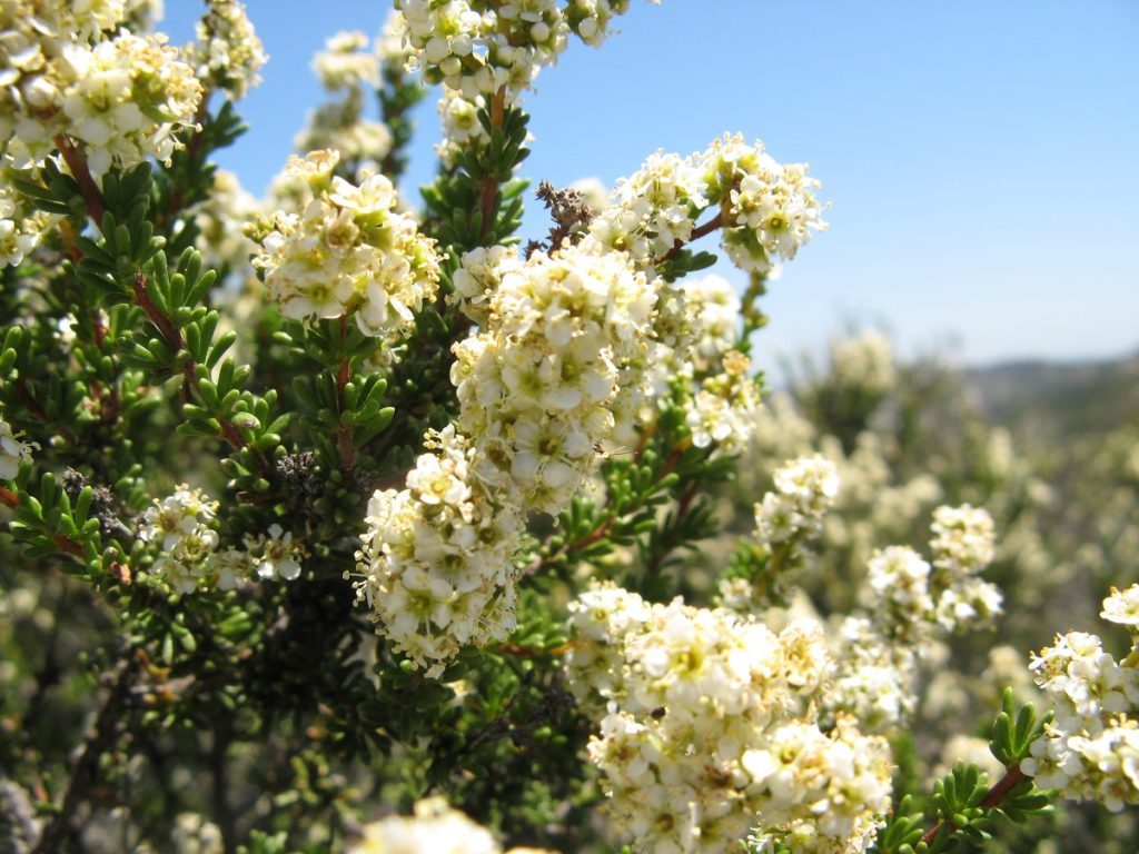 Bundle of small flowers on green stems