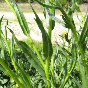 Green stems with long leaves