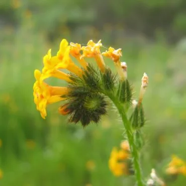 Green curled stem with yellow flowers