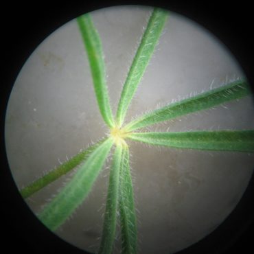 eight long green leaves under microscope