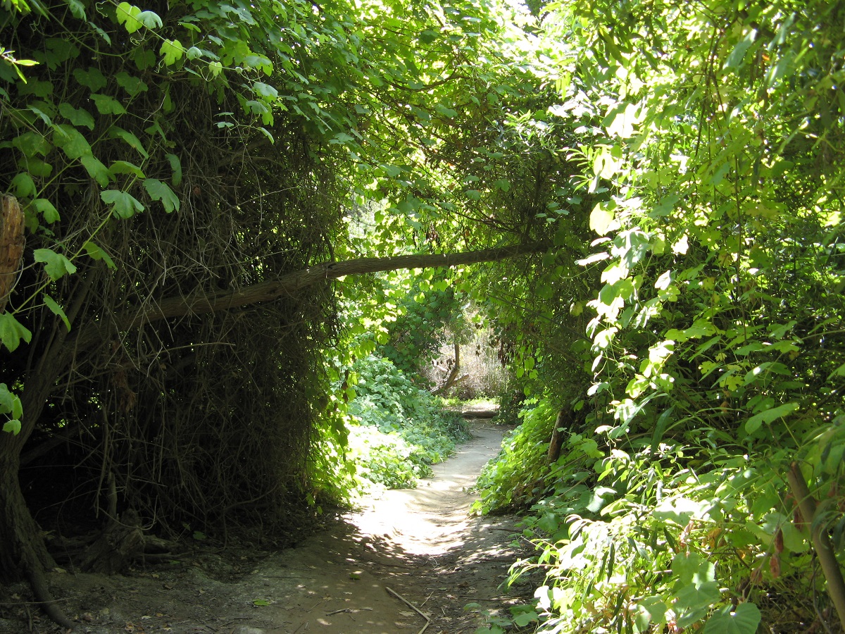 Green leaves creating an archway