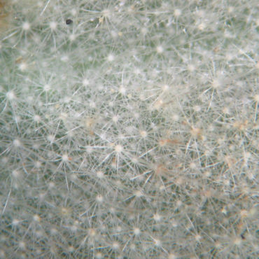 close-up of star-shaped hairs on eaf