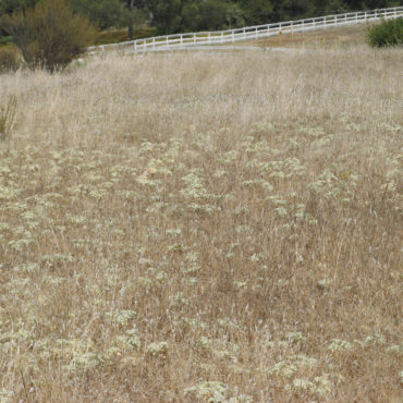 low-growing doveweed plants in a field