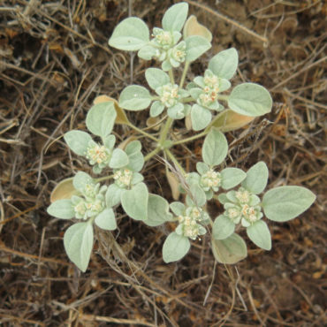 a small gray-green doveweed plant