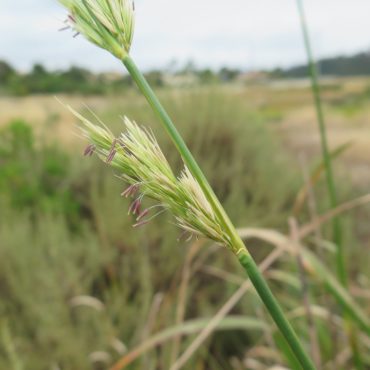 grass stalk at end of bloom
