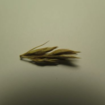 dried grass seeds