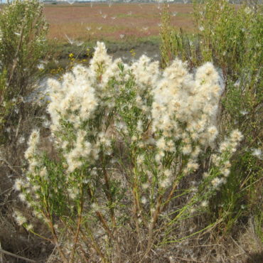 bush shedding fluffy white seeds