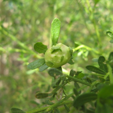 green bud gall amid leaves