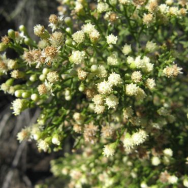 a cluster of cream-colored flower heads