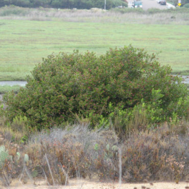 Large green bush