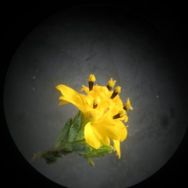 Yellow flower with stamens