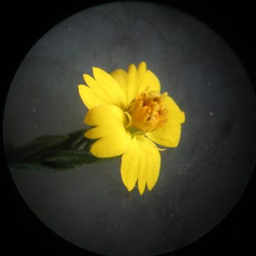 Yellow flower under microscope
