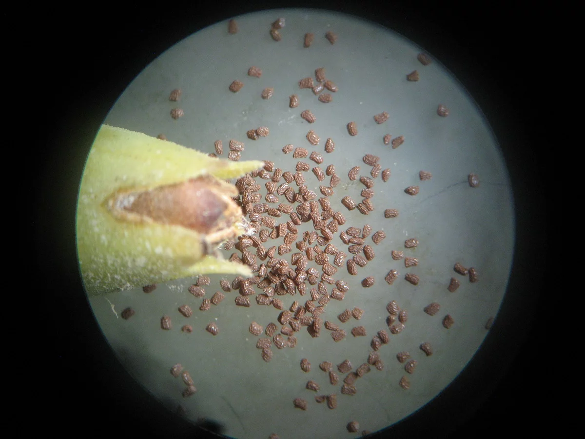 Small shrivelled brown seeds under microscope