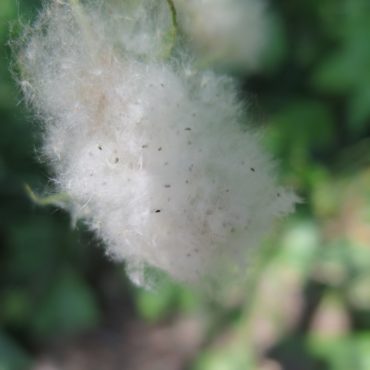 woolly hairs with tiny seeds