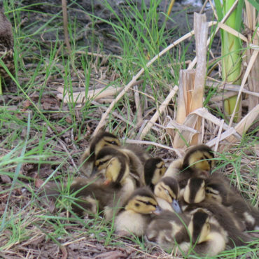 a pile of ducklings