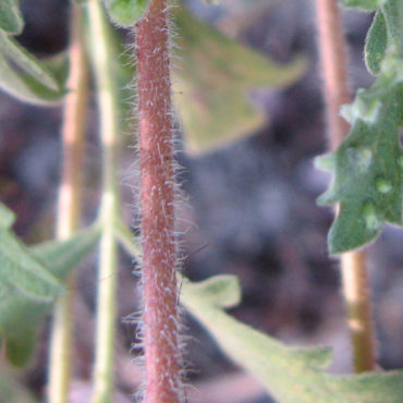 close-up of reddish, hairy stem